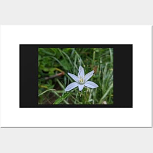 Star of Bethlehem 2 Posters and Art